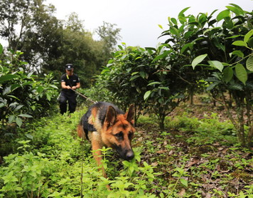 嗨，警犬！